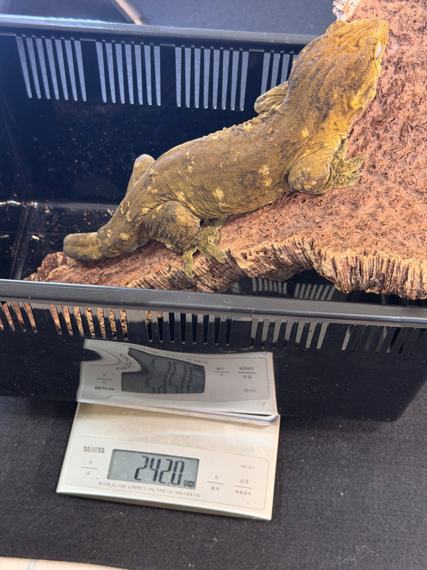 頭又大